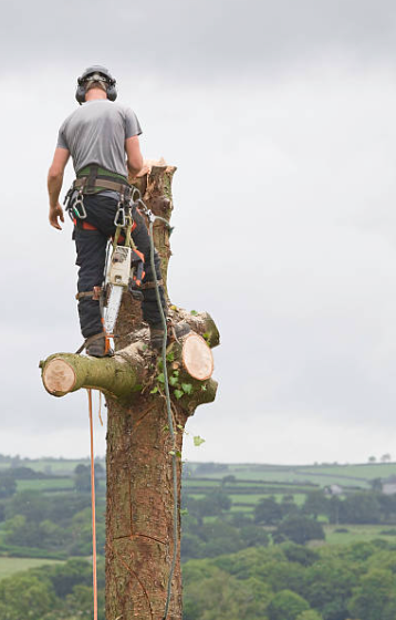 Tree trimming arborists